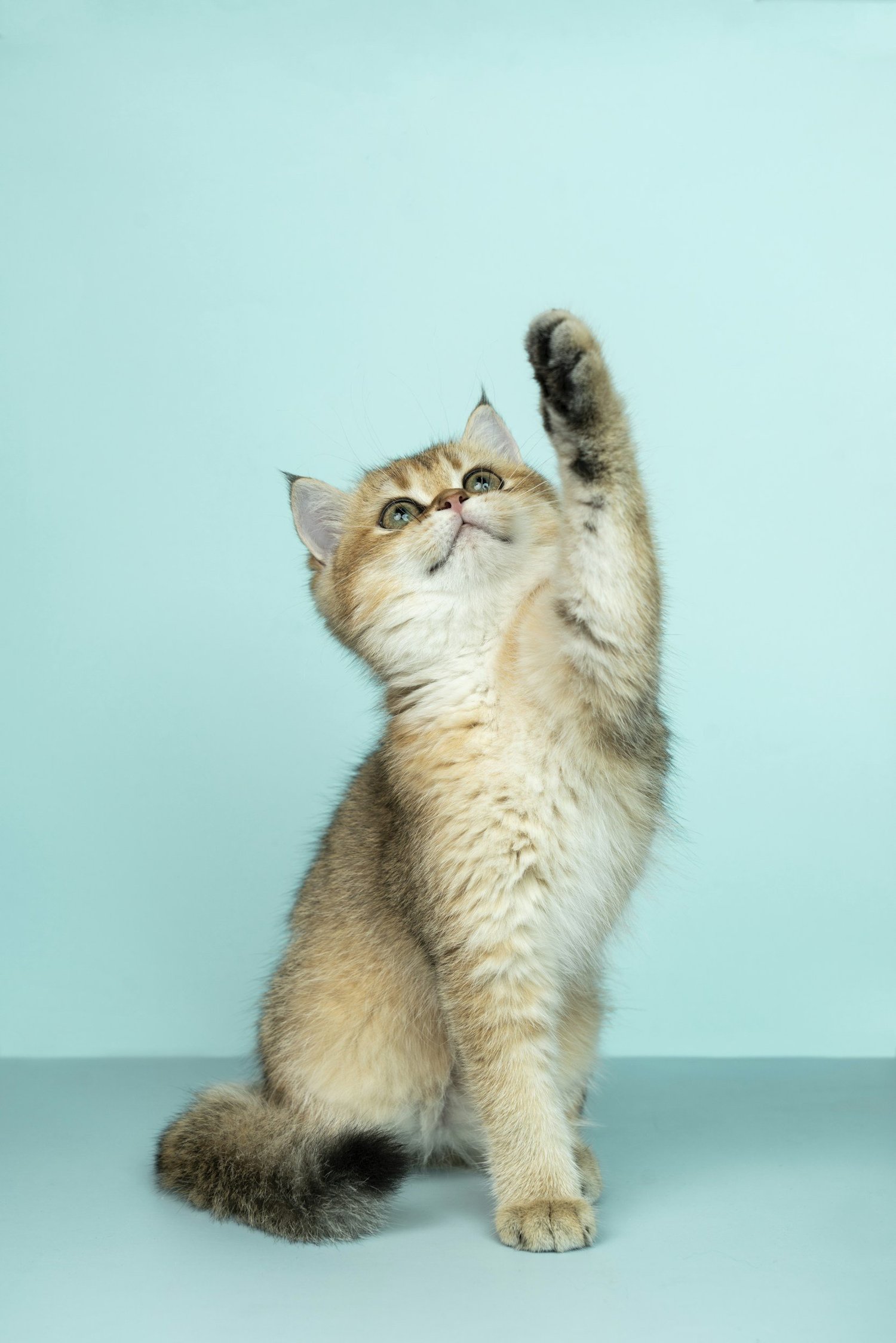 Golden kitten