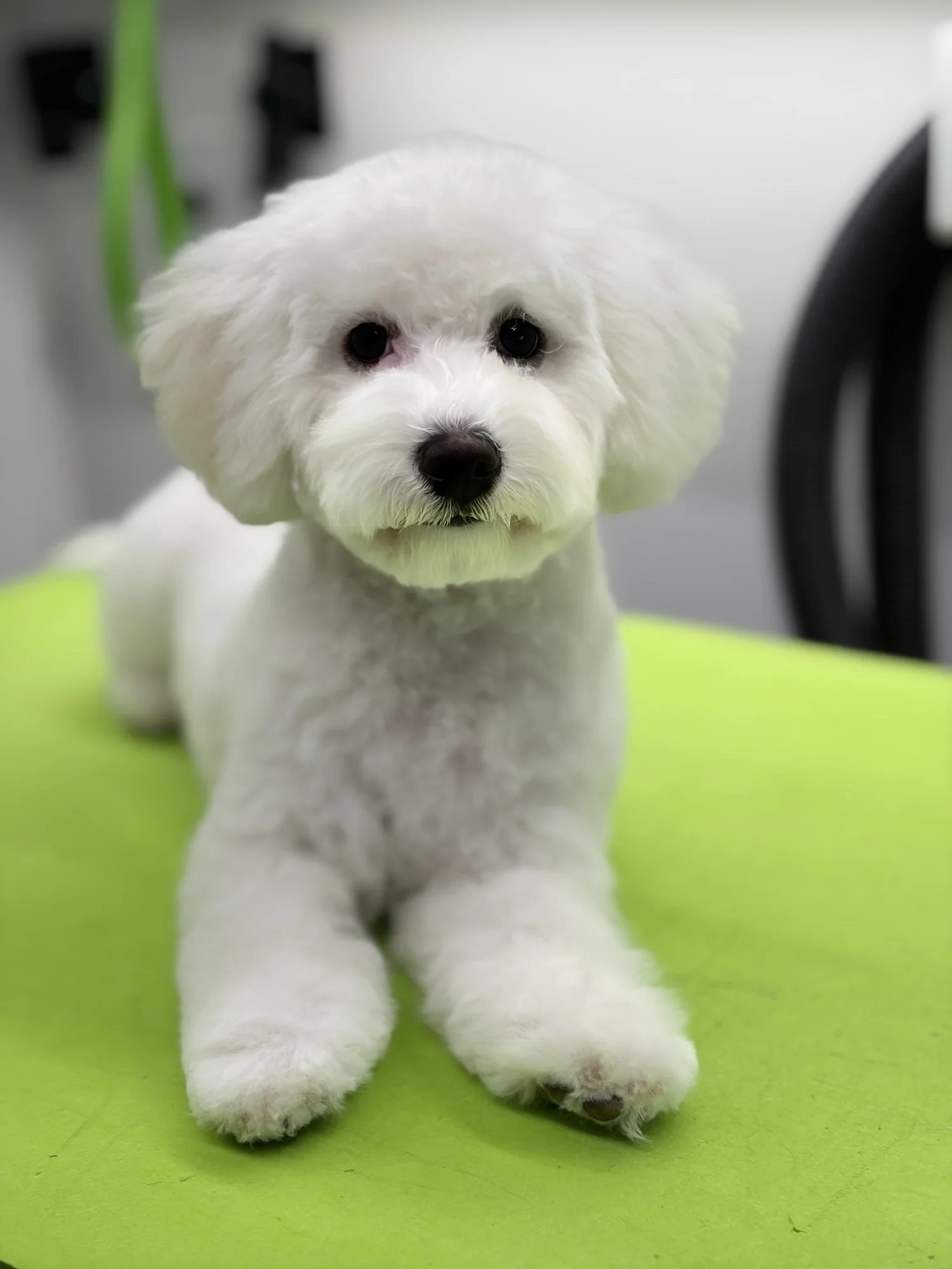 Freshly groomed white Bichon