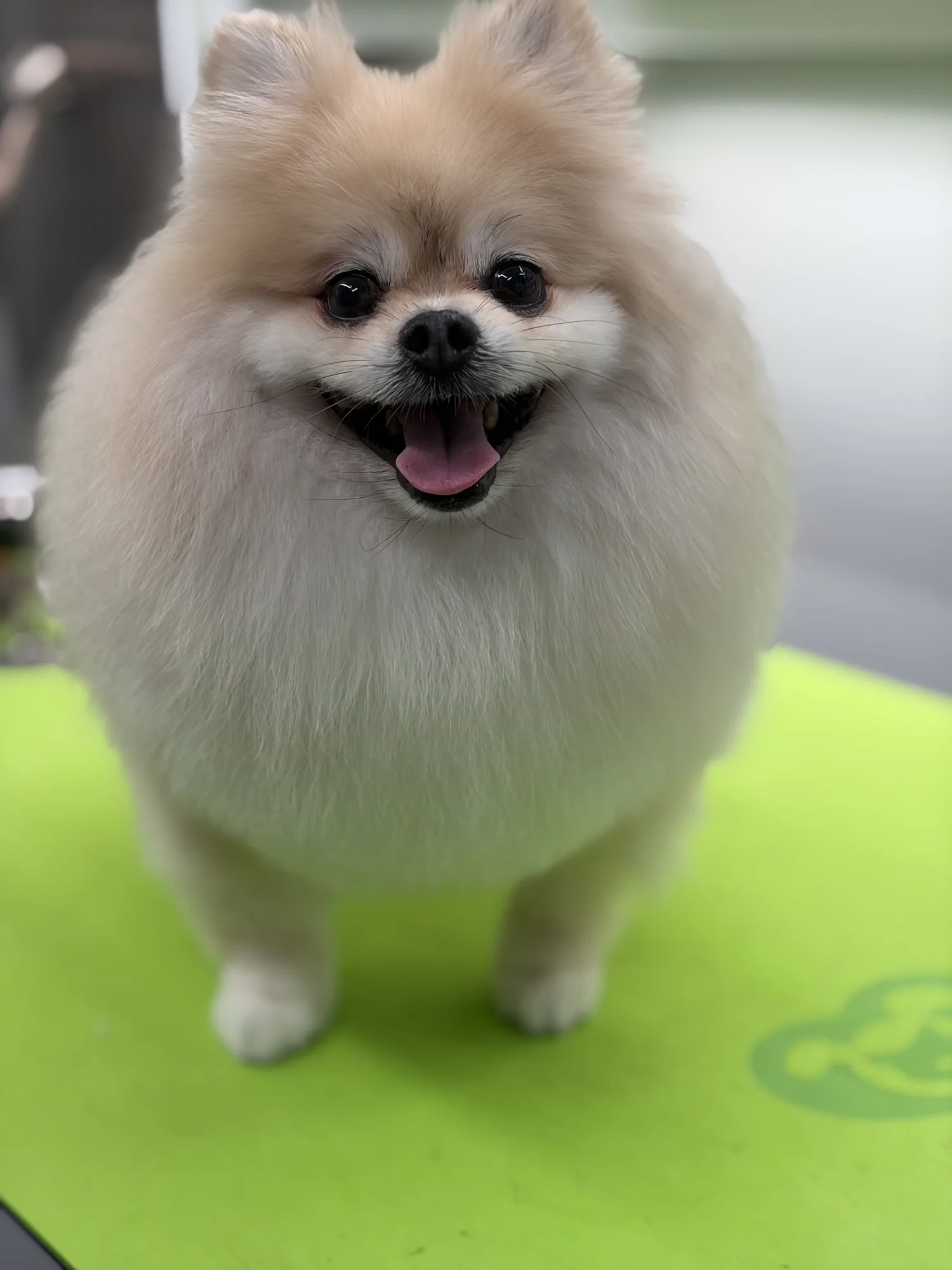 Cream Pomeranian on the grooming table