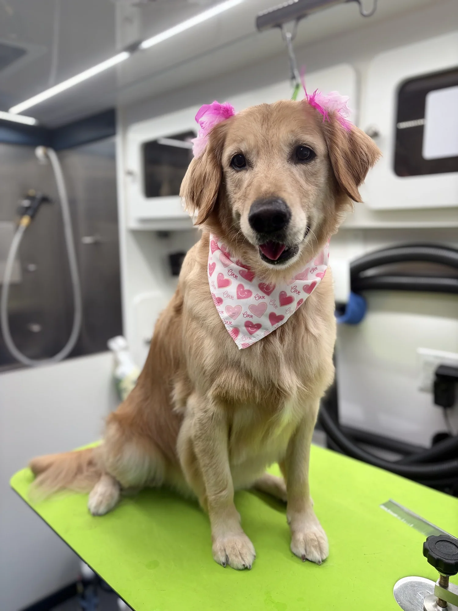 Happy freshly groomed golden retriever in the Love2Groom mobile grooming van