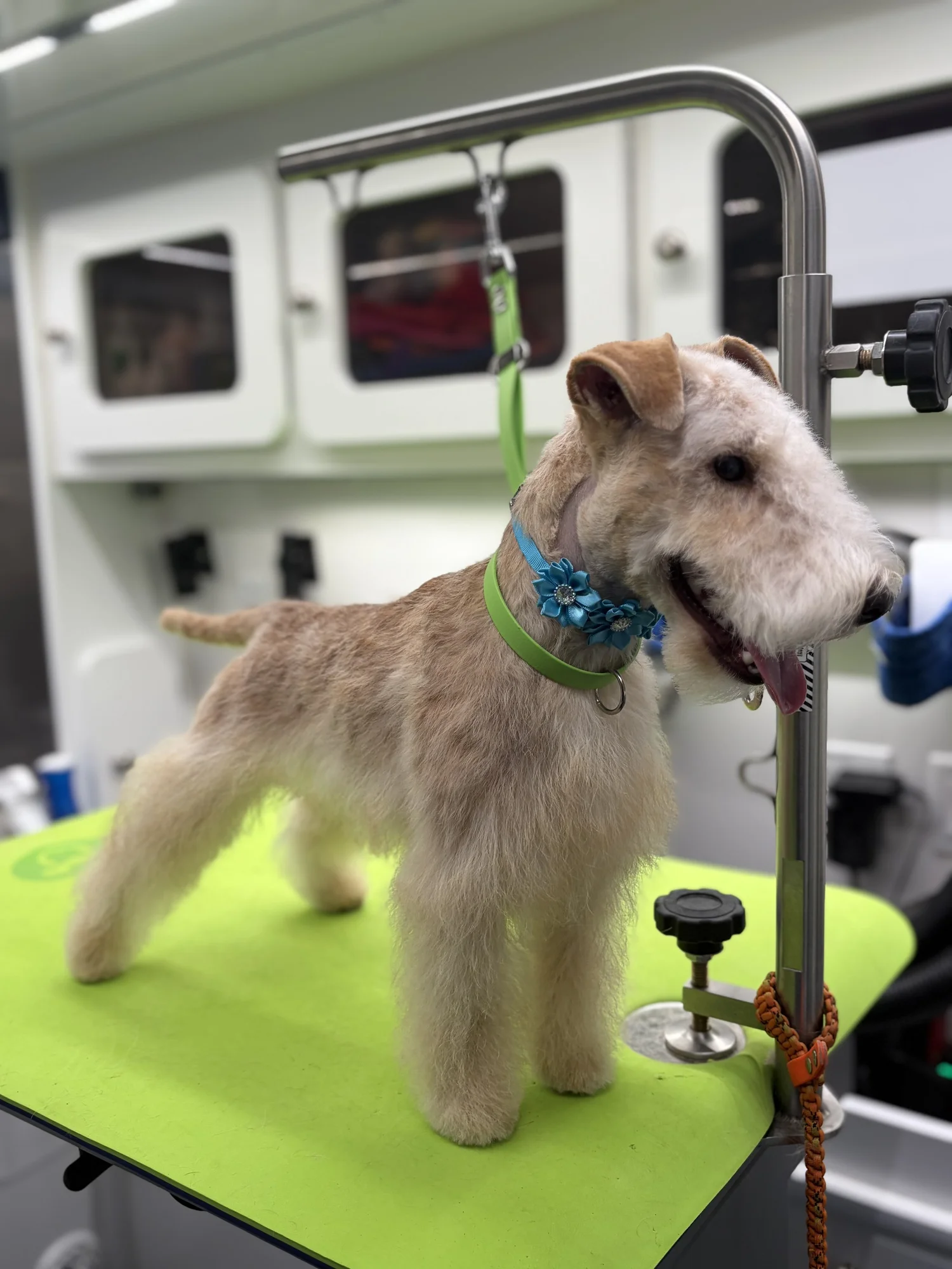 Groomed dog