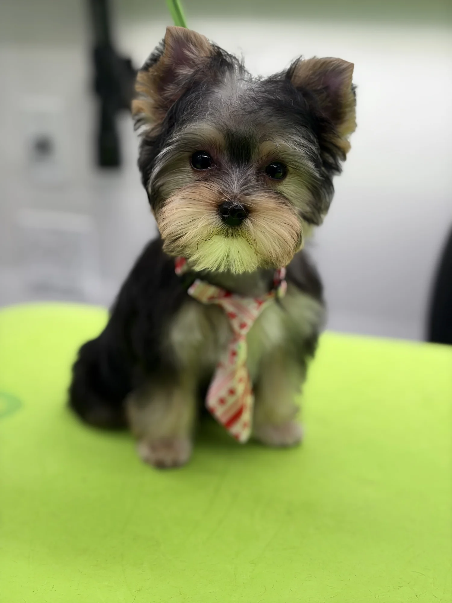 Pampered pet
